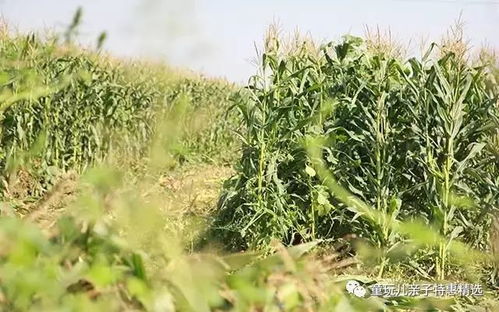 黑玉米 天然有机的减肥良品，2小时售罄10000份的神奇玉米
