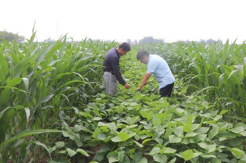 商店镇大豆玉米带状复合种植基地作物长势喜人，玉米种植迎来丰收希望