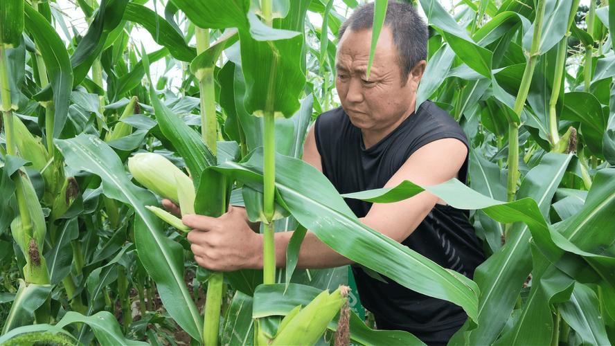 逊克 驻村精准帮扶，黏玉米产业丰产提质