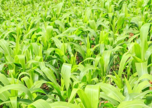 掌握机械粒收玉米夏播简化种植技术，助推增收新高度